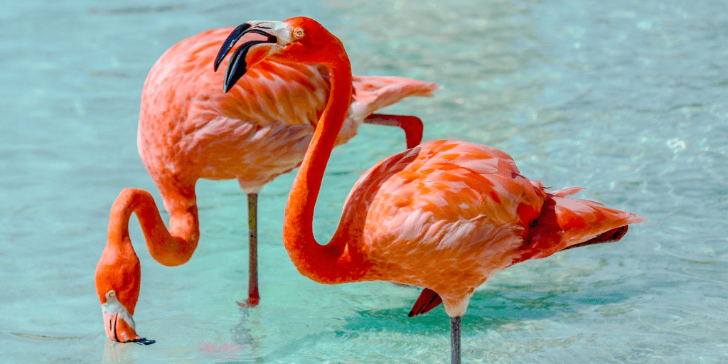 easyco company registration aruba